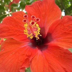 Meet your Posher, Alison